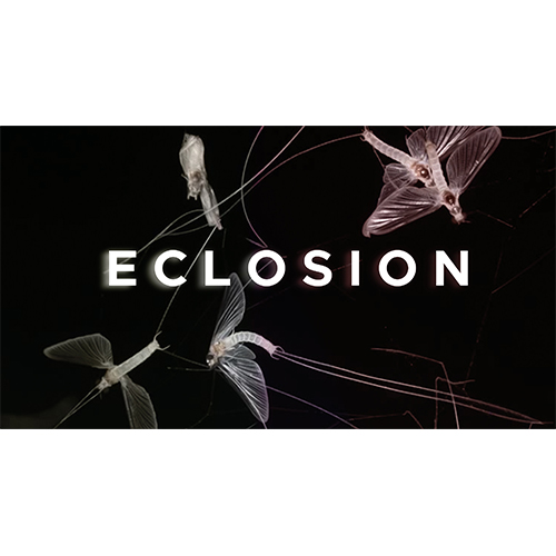 WIRE Showcased at International Info Day on the European Excellence Initiative